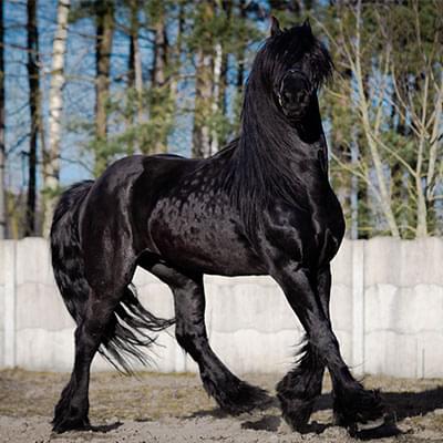 czarny koń na tle betonowego ogrodzenia i drzew